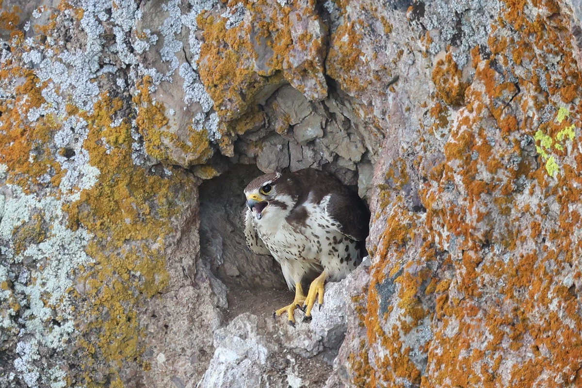 PRFA Nesting Adult Adult Prairie Falcon Female Perched in Cliff Cavity Nest Making a Call