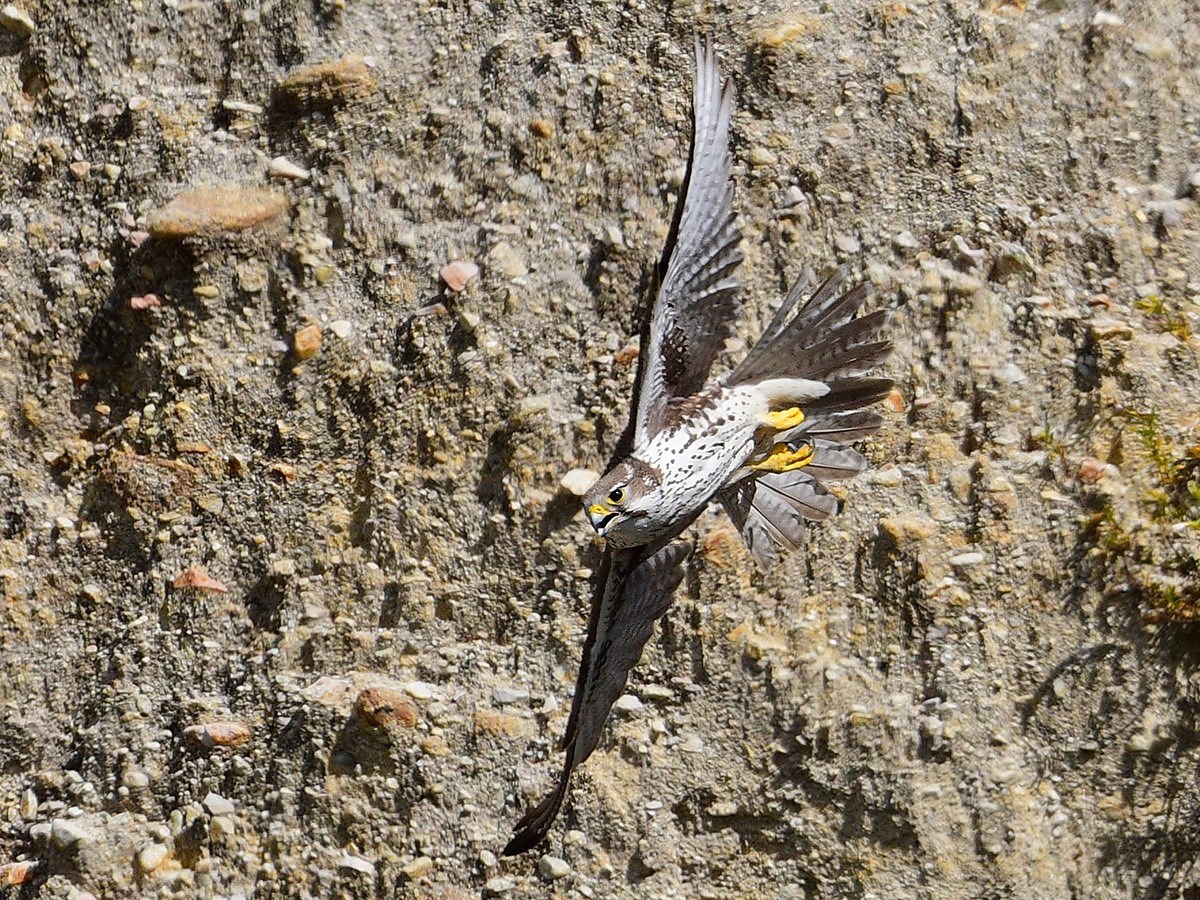 Falcon flying close to a vertical cliff face.