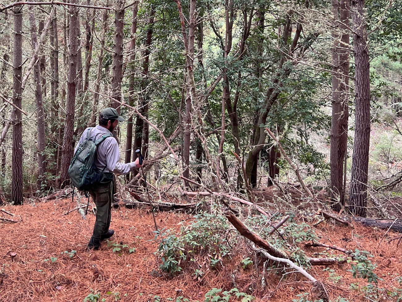 Taylor on a mountain beaver survey Uniformed person in a hilly forest with hiking poles, standing on a bed of orange pine needles and examining the ground around a fallen tree.