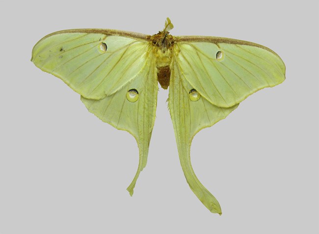 Luna Moth (Actias luna)