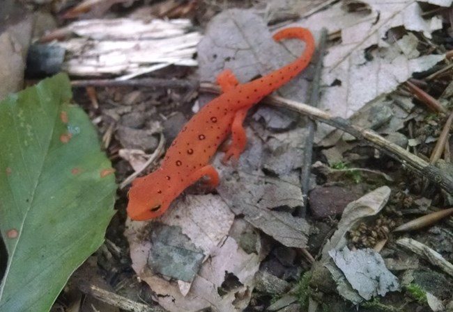 A tiny red-spotted newt on brown leaves of the forest floor. Black spots and dark eyes contrast with vivid orange skin.