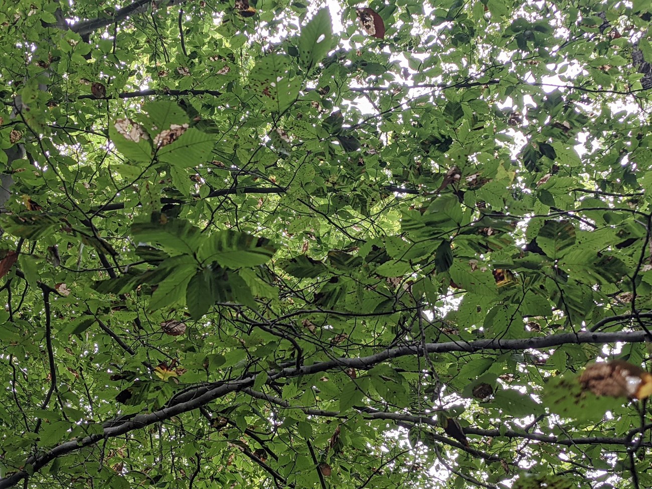 Beech leaves with BLD symptoms Beech leaves showing characteristic striping of beech leaf disease