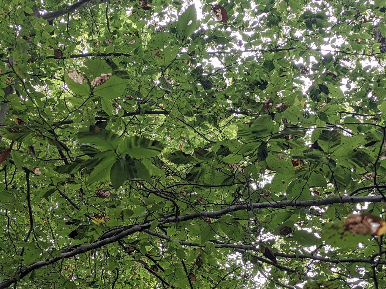 Beech leaves showing characteristic striping of beech leaf disease