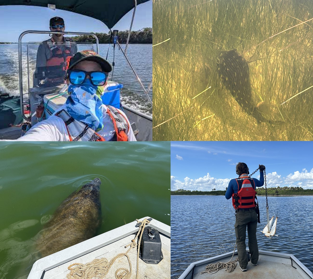 Clockwise from top left, man at the wheel, woman in scarf and sunglasses on a boat.  a puffer fish below the surface; a woman sets the anchor at the end of boat, a manatee under a boat