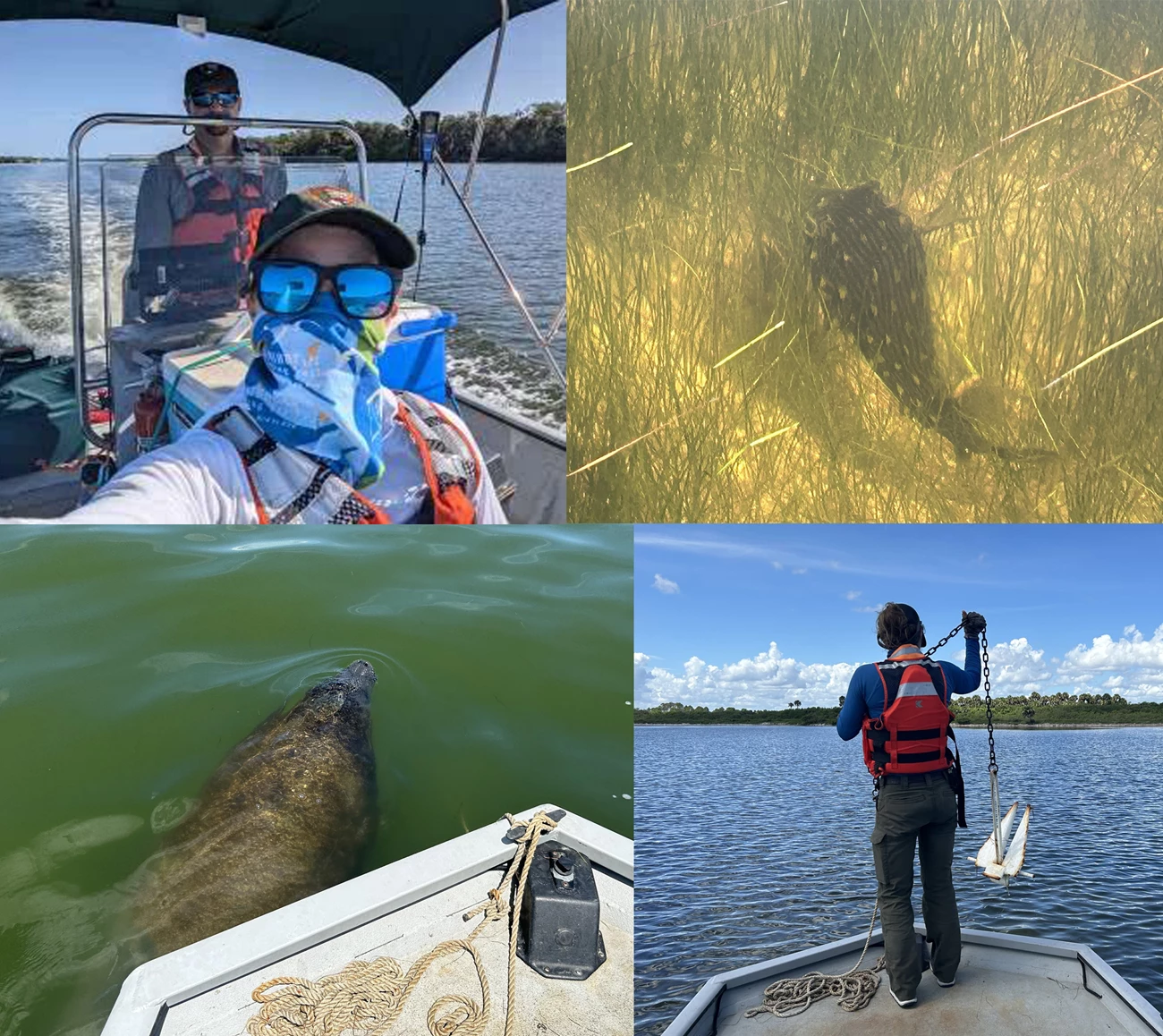 Parkwide assessment Collage of photos with a puffer fish, manatee and people working on a boat