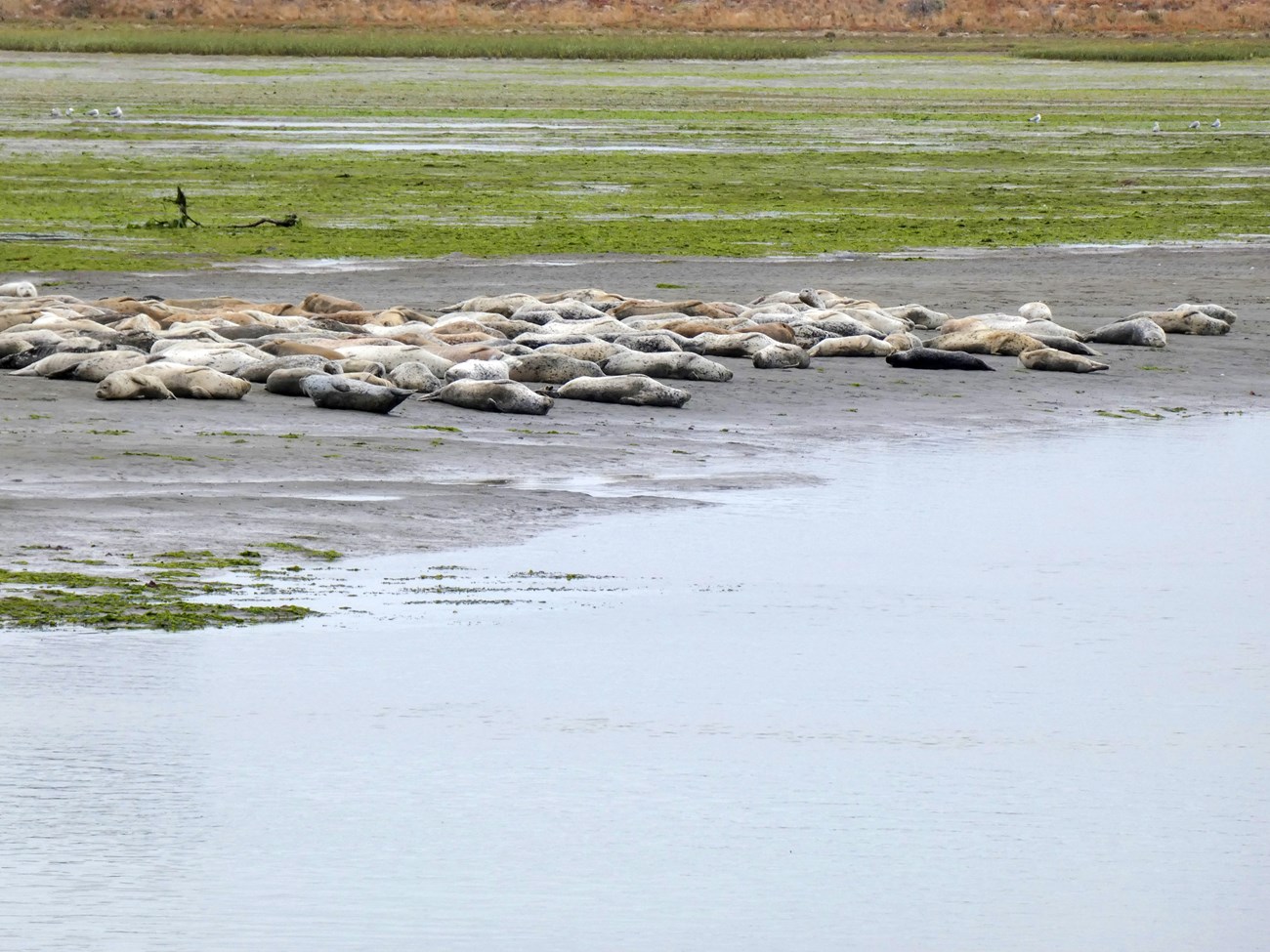 Dozens of harbor seals clustered together on a sand bar at low tide.