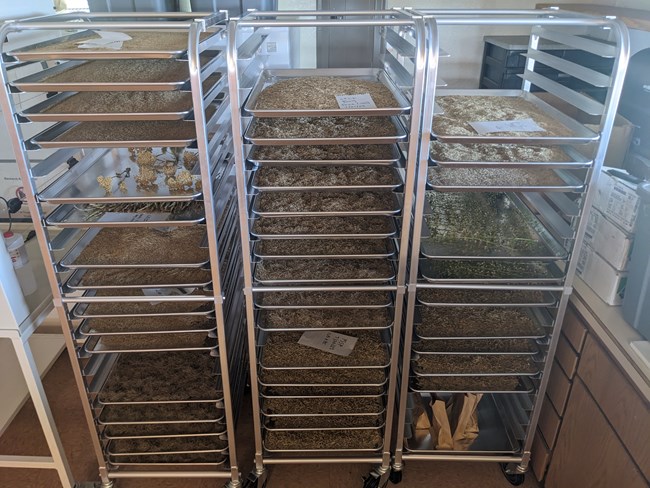 Three carts with trays of seed.