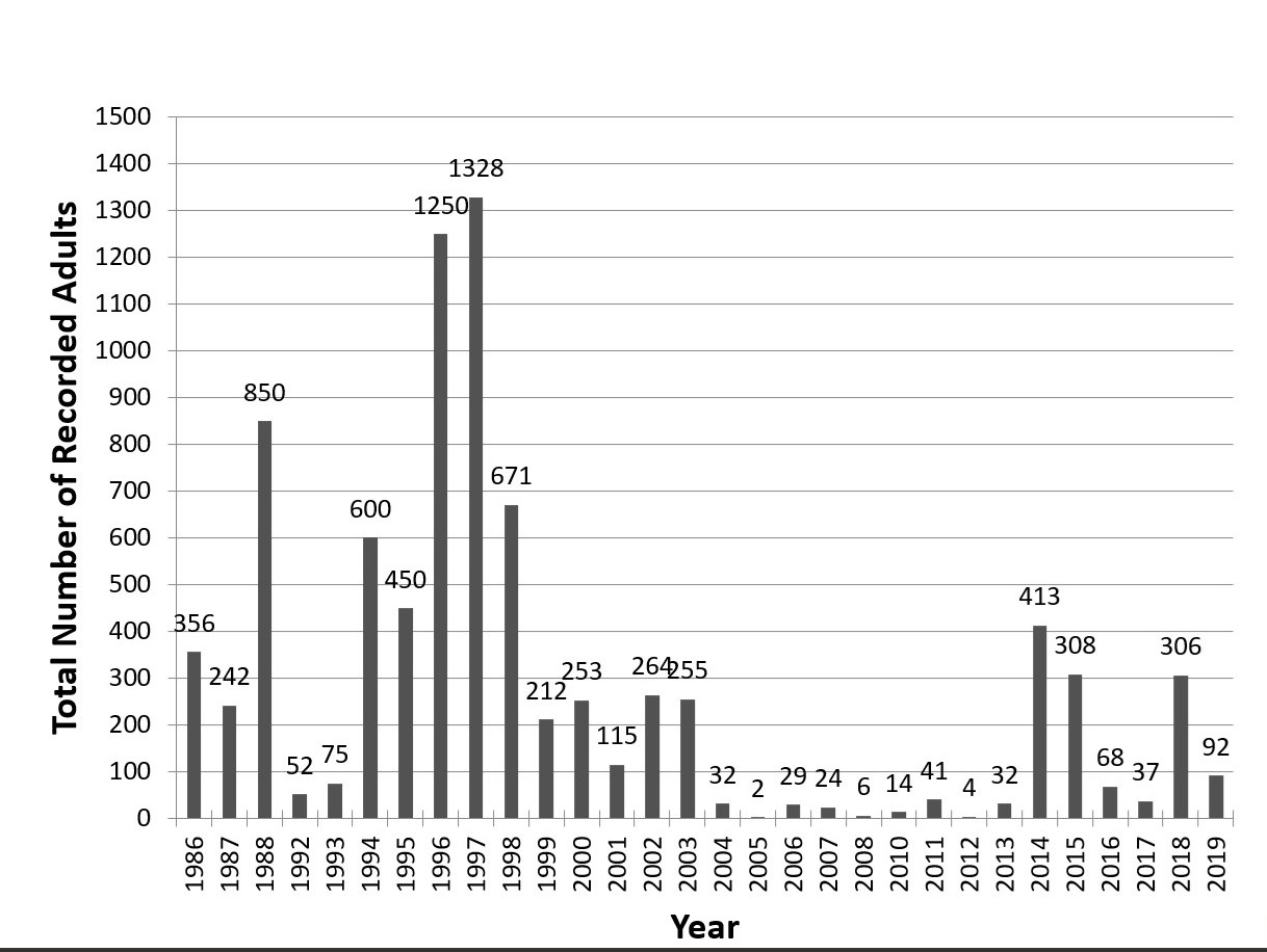 histogram that shows the number of adult Schaus swallowtail documented each year from 1986-2019