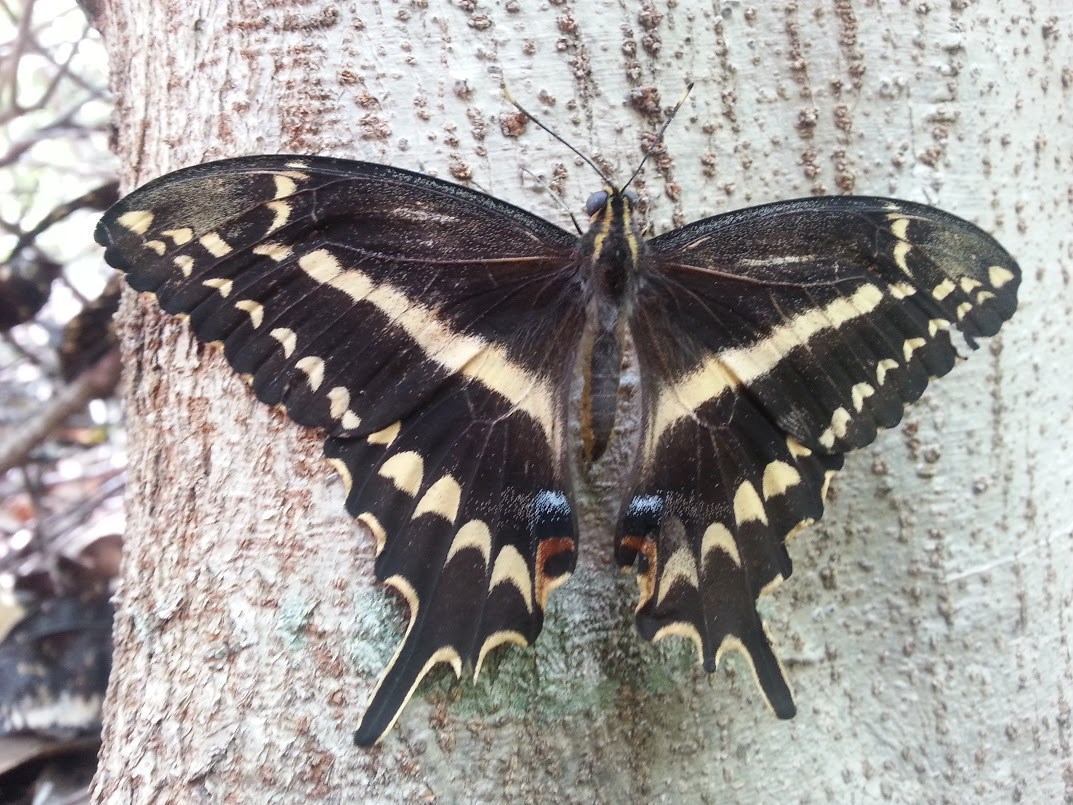 Schaus swallowtail butterfly hangs on tree trunk