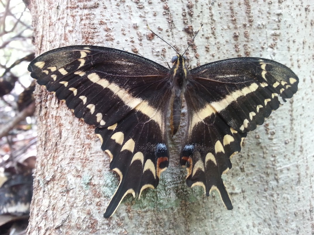 butterfly hangs on tree trunk