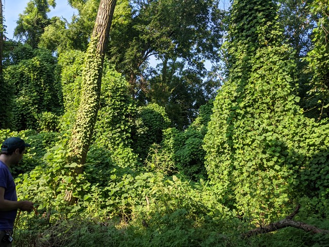 PXL_20210715_121921661 A bio tech gazes up at towering trees covered in bright green kudzu vines.