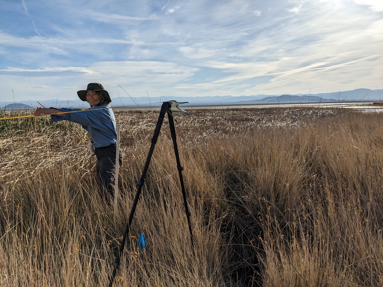 Setting up a desert spring vegetation monitoring transect tape. Woman stretches a meter tape into desert springs vegetation from an elevated pole to keep it above the dense vegetation.