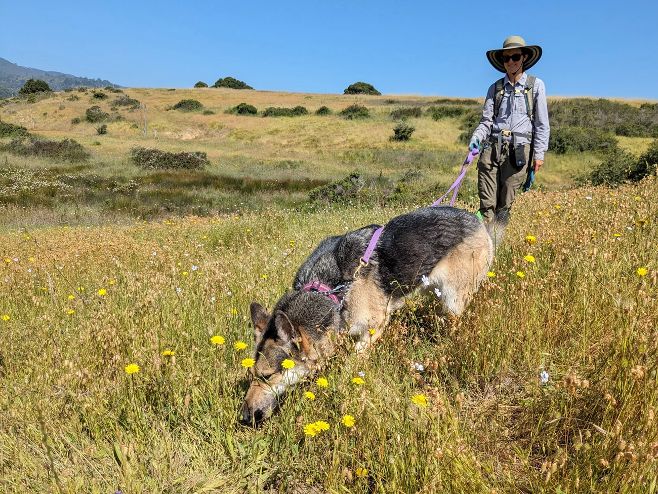 Conservation detection dog team Shepherd on leash with its handler sniffing in between grasses and dandelions on a hillside overlooking a wetland.