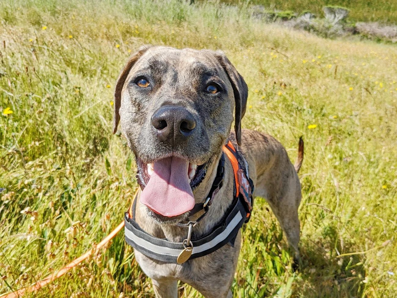 Nooch Cute dog looking right at the camera with its tongue hanging out, wearing a bright orange working dog harness with a National Park Service arrowhead patch on it.