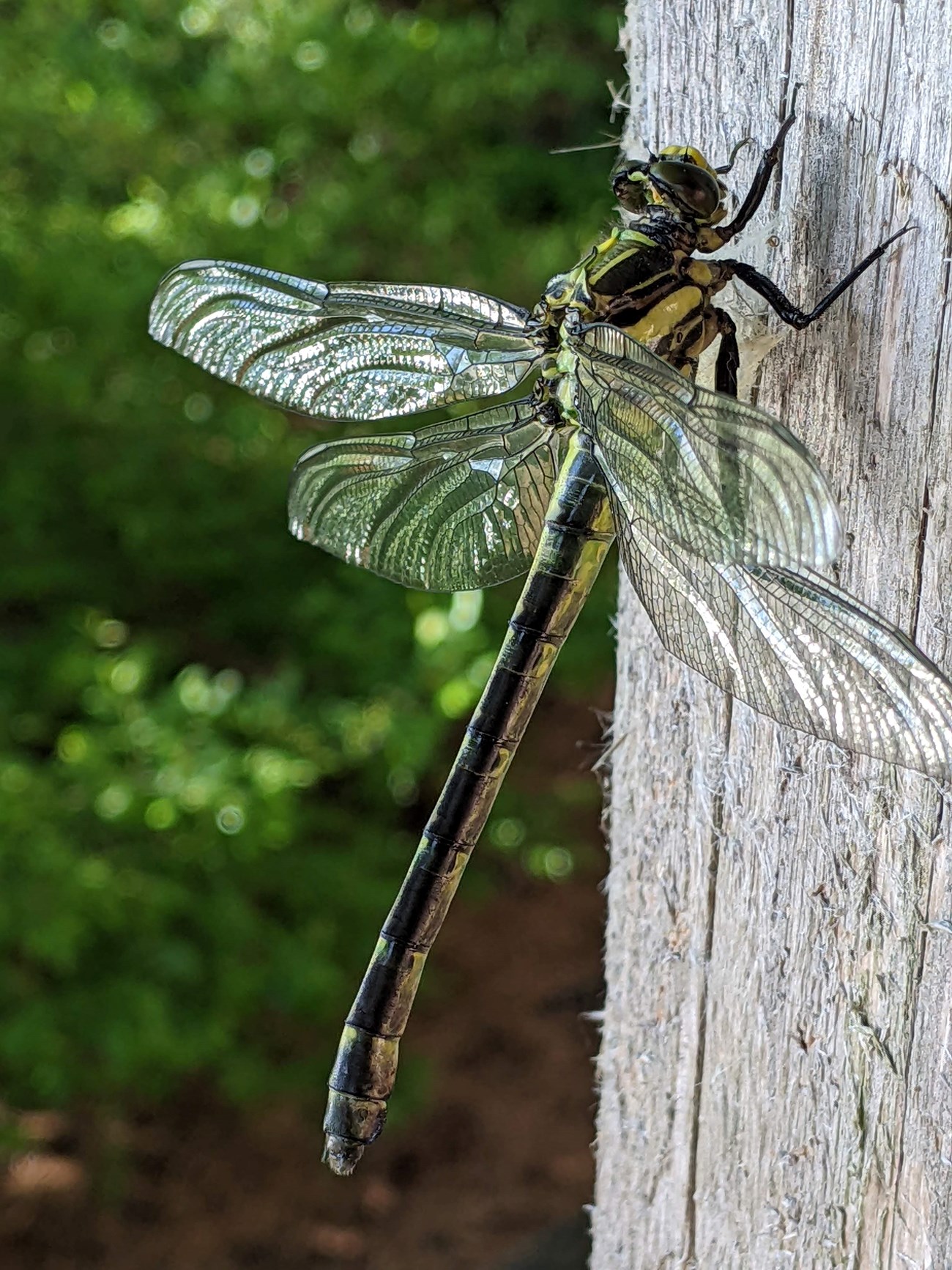 Dragonfly A large green and yellow dragonfly with transparent wings perches on a gray wood post. The green and brown background is blurred.