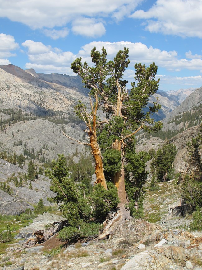 Tall, loosely branched tree near treeline in rocky, mountainous landscape