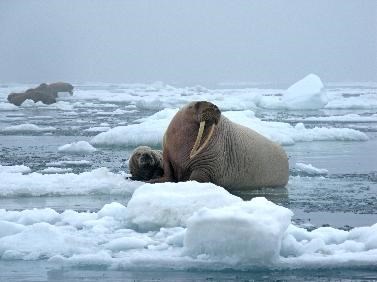 An adult and calf Pacific walrus rest on an iceberg in the Arctic Ocean