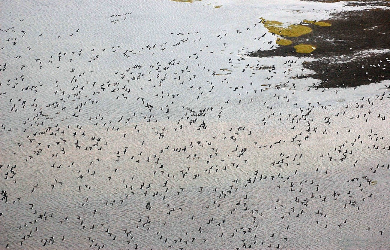 Pacific black brant in flight Pacific black brant in flight
