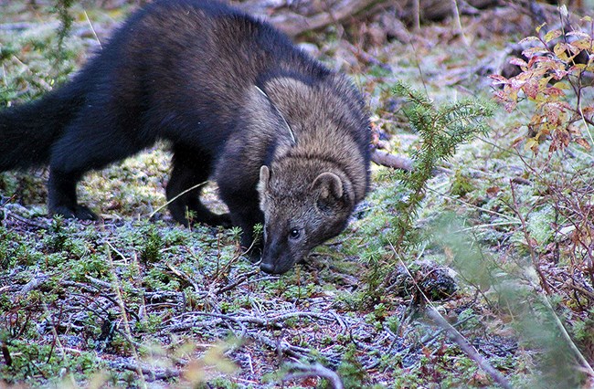 Furry, brown animal surrounded by low-lying vegetation