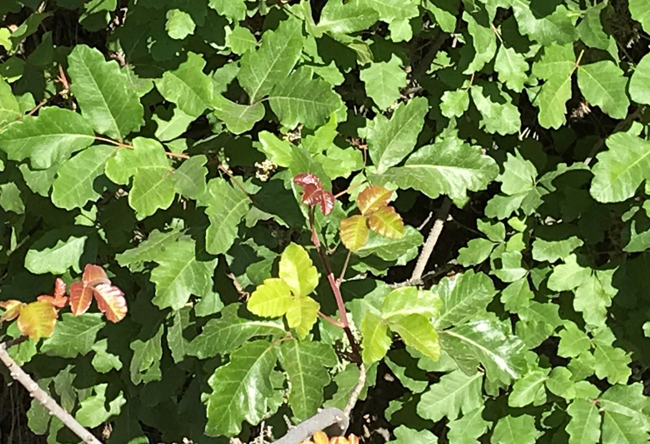 A dense thicket of wavy edged, green leaves arranged as three leaflets on a stem, with some smaller, shiny, reddish leaves in the center.