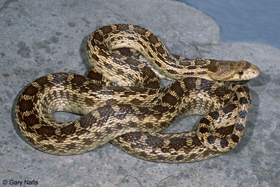 Pacific gopher snake wound on rock