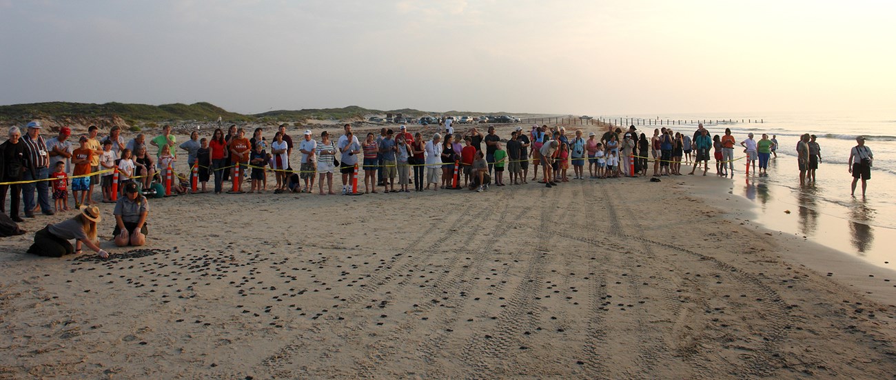Padre Island hatchlings on the beach at dawn Padre Island hatchlings on the beach at dawn, tended over by NPS staff and surrounded by spectators.