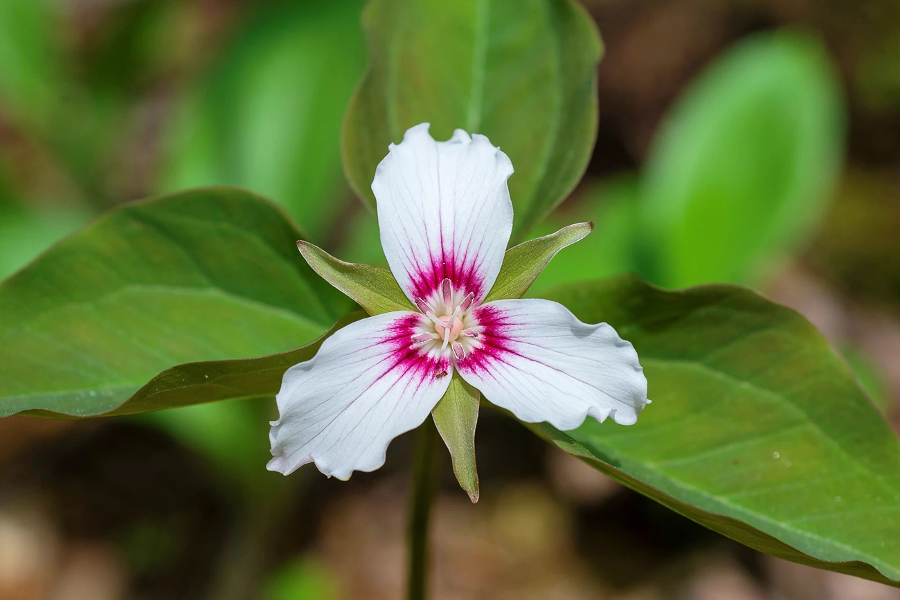 Painted trillium Beautiful trillium flower photographed with low depth of field so just the flower is in sharp focus. The flower has three long white petals with hot pink coloration towards the center. The petals are backed by three bracts. Behind that are three leaves.
