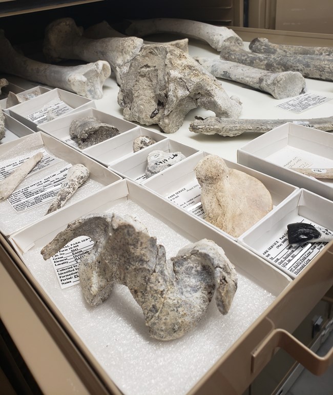 photo of fossils in storage drawer