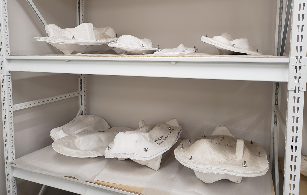 photo of metal shelving with jacketed fossils in storage