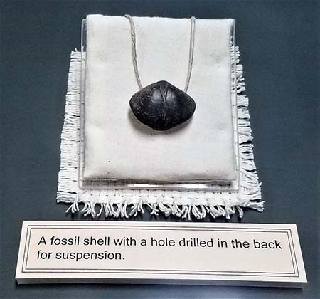 A dark brown clam shaped fossil held by a white string, laid on top of a white cloth.
