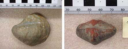 Two images. On the left, a brown stone-like figure shaped like a clam shell. On the right, a brown and rust red stone-like heart-shaped figure that has a long dent in the center from left to right.