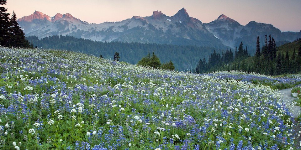 Paradise Wildflower Meadow A meadow filled with colorful wildflowers underneath a range of rocky peaks lit by fading sunlight.