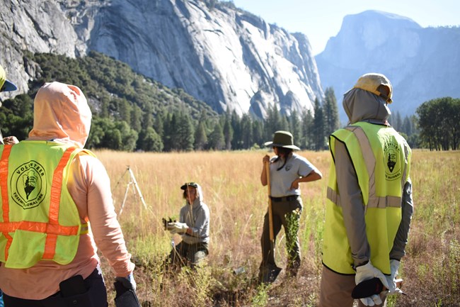 Ahwahnee Meadow Planting Ahwahnee Meadow Planting