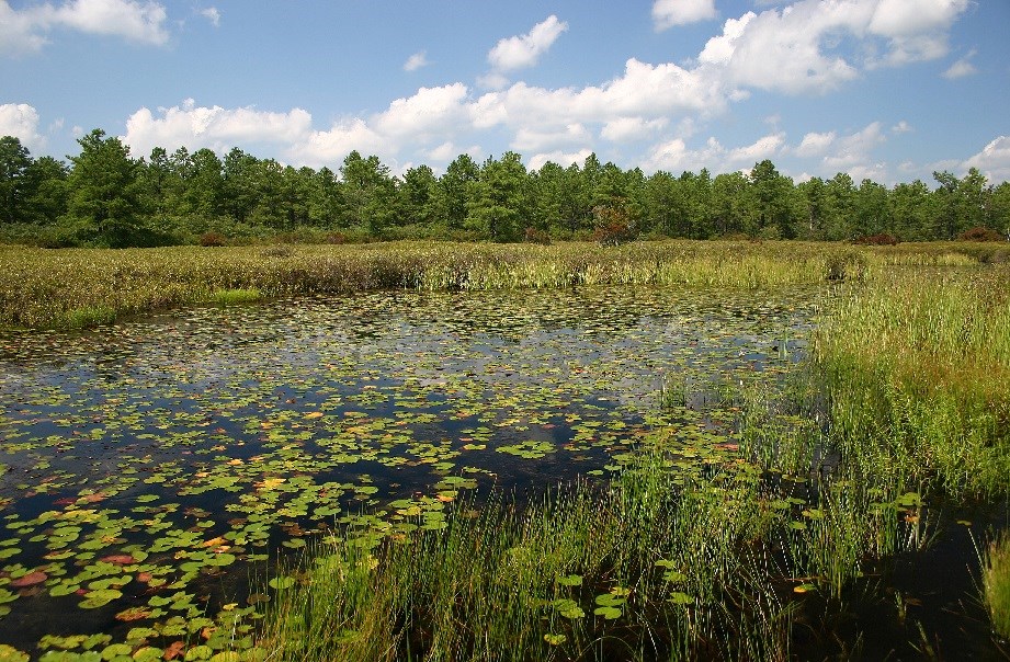 Paramecium Pond wetland covered with lilypads and with trees in the background