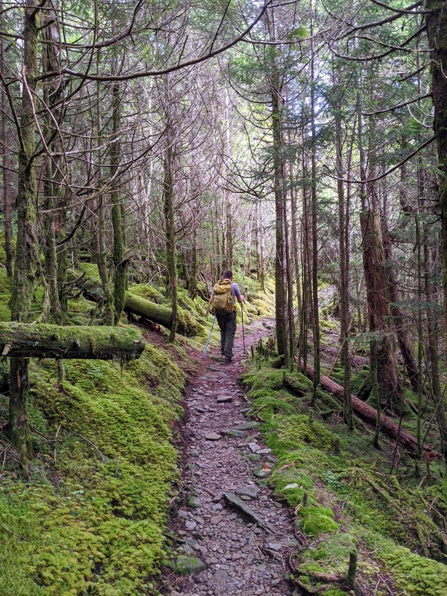 Park ecologist approaching a forest monitoring plot along the Appalachian Trail in a spruce/fir forest.