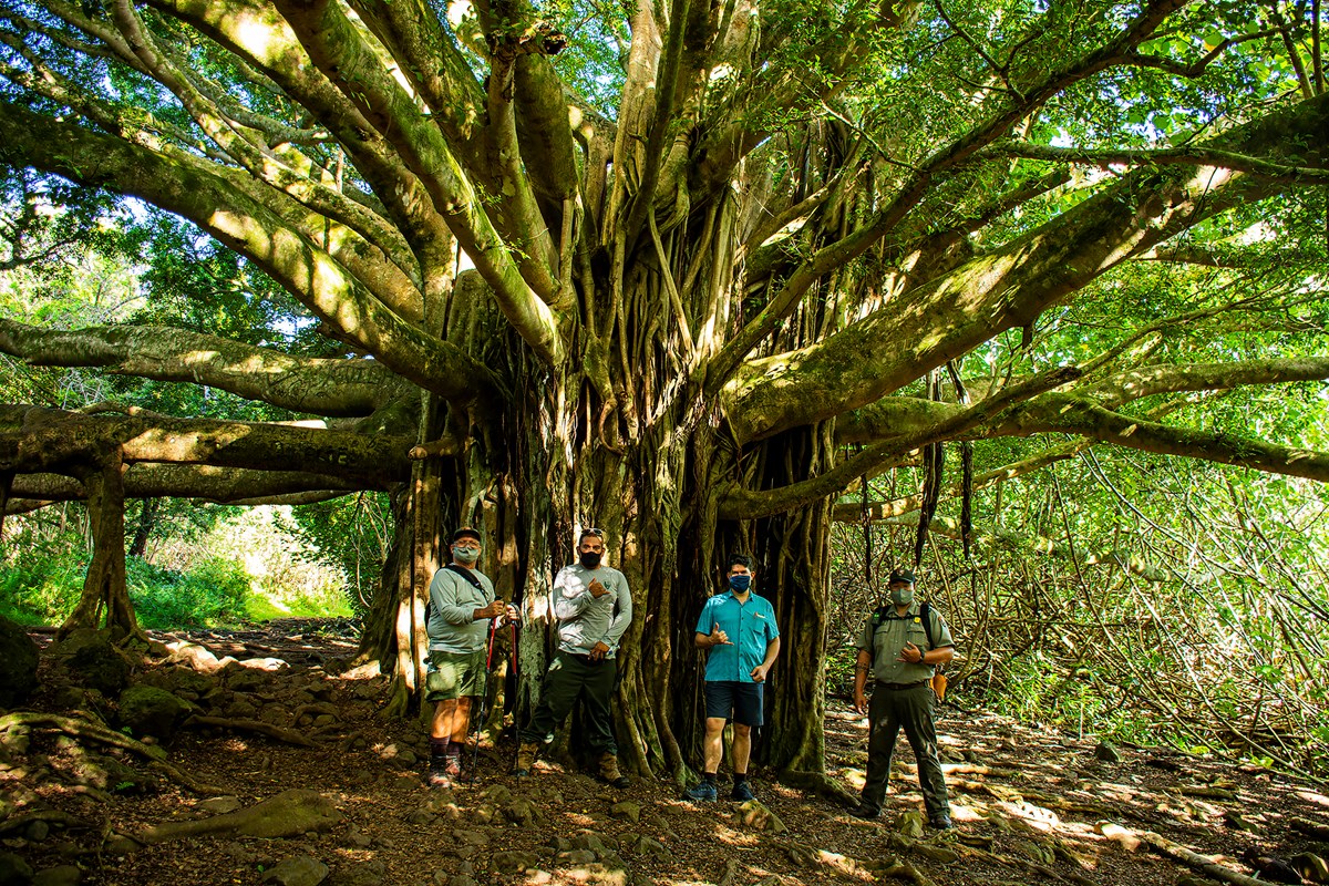 a group of rangers and hikers stand underneath a large sprawling tree