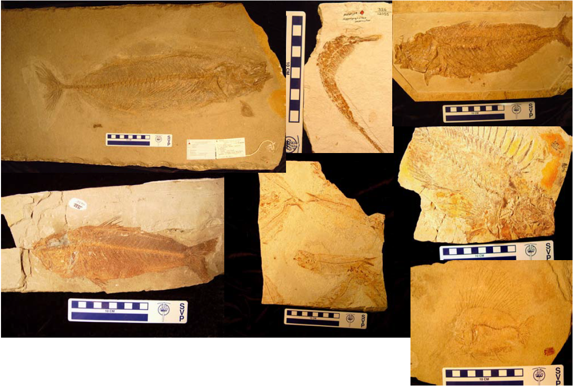 Parry_F24-Fig-3 7 fossilized fish, compressed on the surfaces of 7 blocks of fine-grained rock. Their fins and bones are all connected in life position.