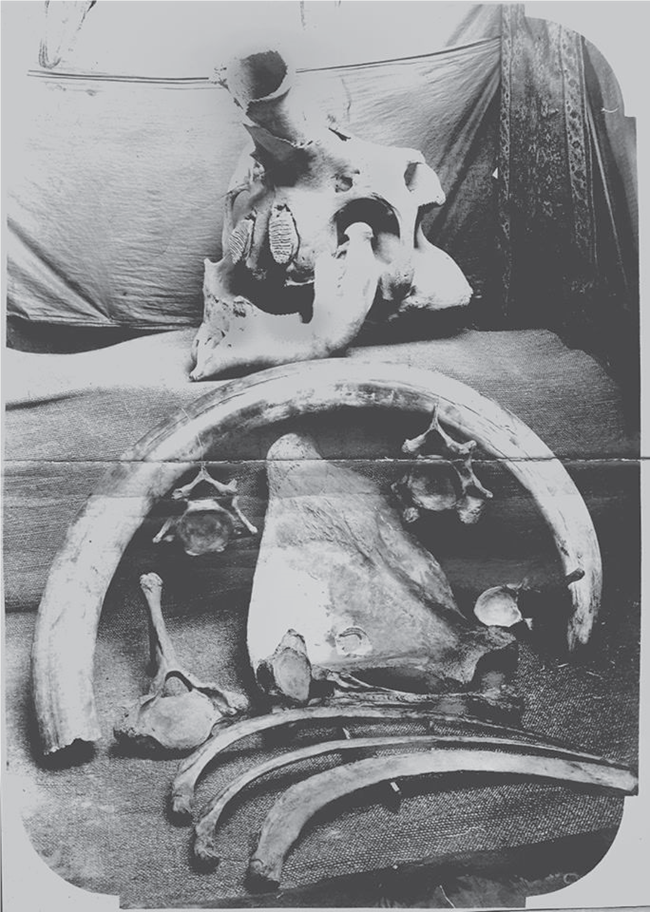 black and white photo of a collection of fossils