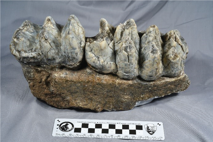 Parry_Figure_2 fossil jaw bone with teeth