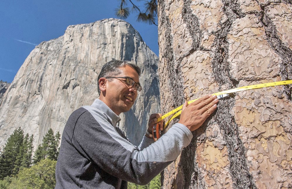 Patrick measuring the circumference of a huge tree trunk in front of a towering cliff face.