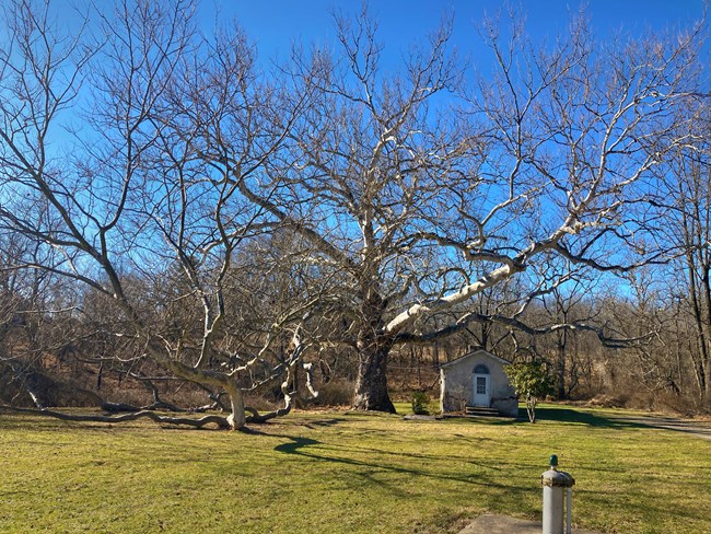 Pawling Sycamore a large tree with an extensive branching canopy reaches over a small dilapidated dwelling
