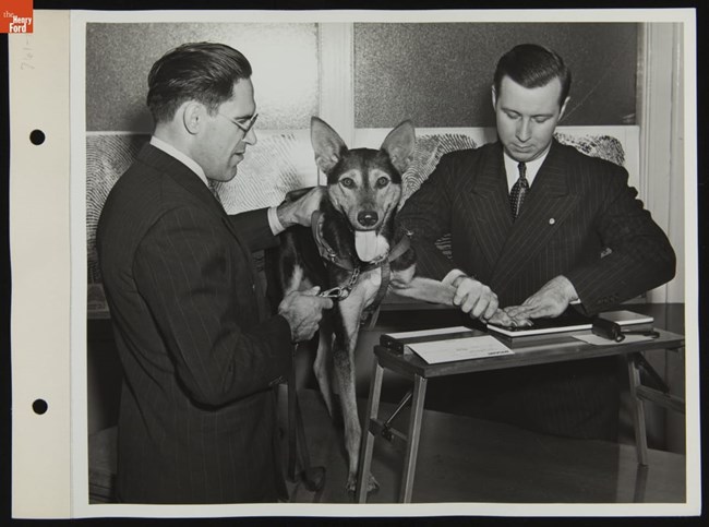 Ford Employee's Service Dog Being "Pawprinted" for Identification, October 1942. Courtesy of Benson Ford Research Center, The Henry Ford. Two white men in pinstriped suits help a black dog with light markings, pointed ears, and a hanging tongue, to stamp his pawprint. The man at left wears glasses and holds the dog in place while the man at right presses the dog’s front paw on an ink pad.