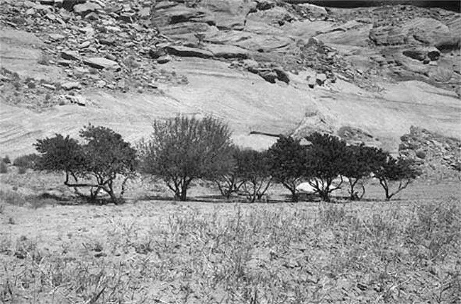 Black and white photo of a peach orchard in Canyon del Muerto in Canyon de Chelly National Monument