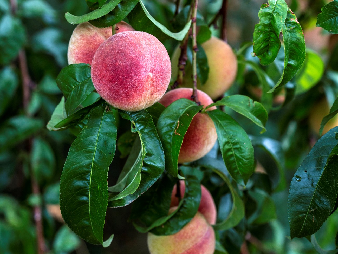 Red and yellow peaches on a tree with dark green leaves