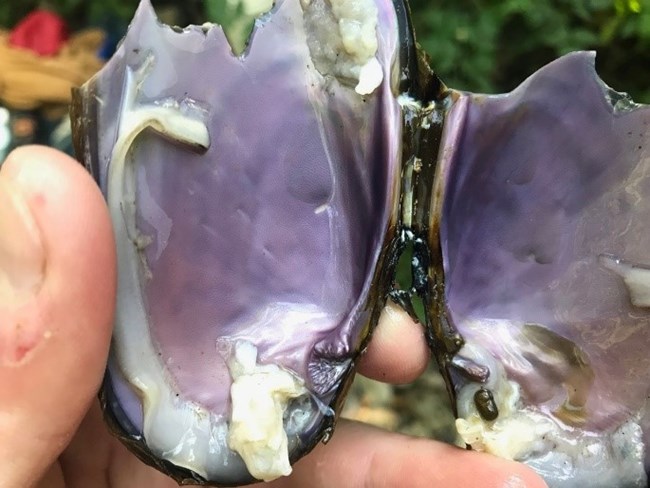 The opened, purple interior of a mollusk shell.