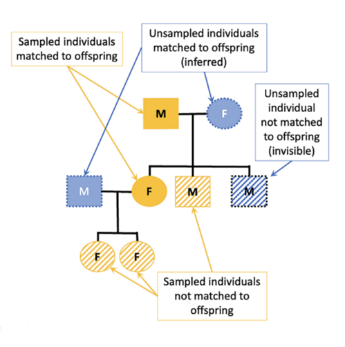A family tree diagram with labels that specify sampled and unsampled individuals.