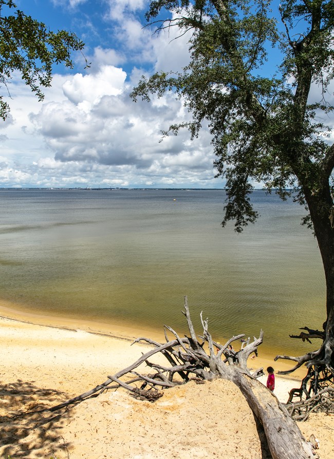 A tree with roots showing overlooks a steep bluff and blue water.