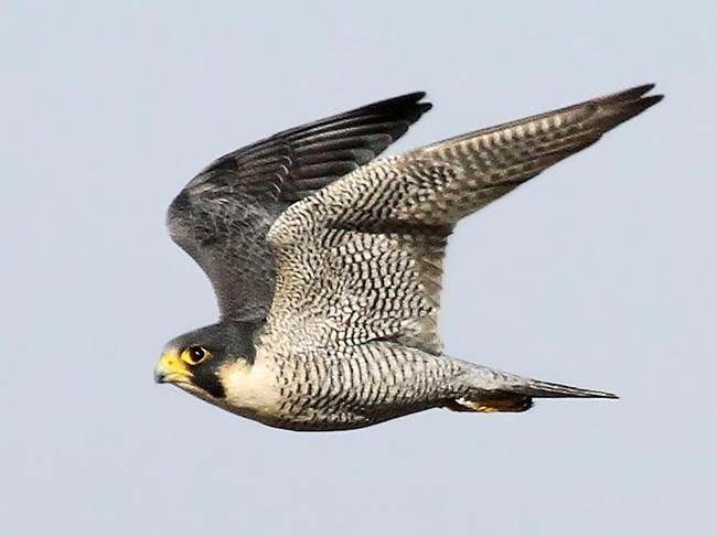 Peregrine Falcon A bird with gray speckled underwings in flight