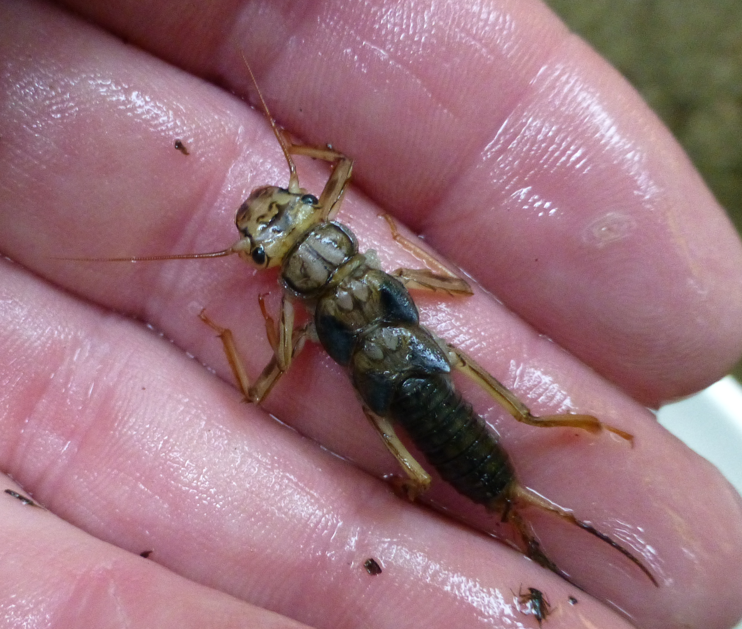 Perlidae_golden_stonefly_larva Wet bug with six legs and front and back antenna-like appendages, resting on a human hand.