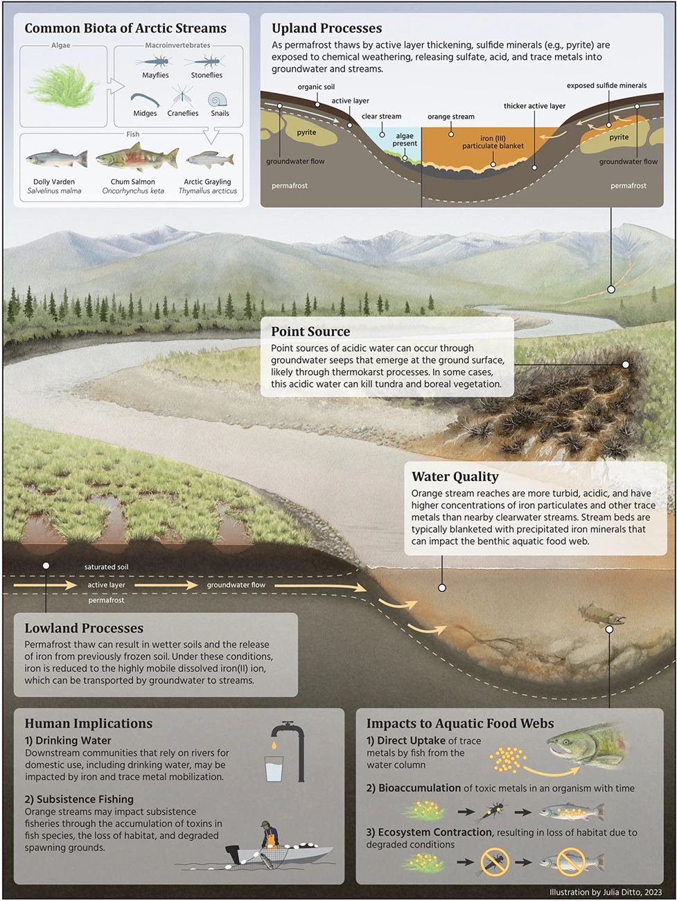 Conceptual models of hypothesized processes discoloring Arctic streams Illustration of an Arctic river flowing down from the mountains, including an underground/underwater portion, with inset boxes explaining potential processes in different parts of the illustration.